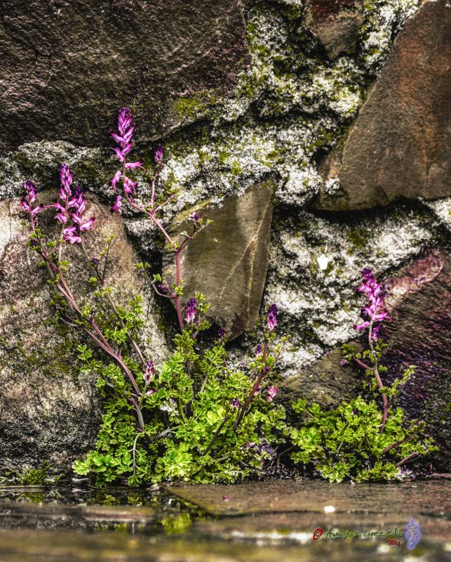 Flores resguardandose de la lluvia Reducc.jpg